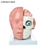 10 Parts Head with Brain Model - XC-318B