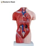 13 Part Male Torso Anatomy Model