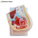 2 Parts Female Pelvis Section Model