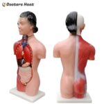 2 side of 15 Parts Female Torso Anatomy Model - 42CM