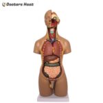 20 Parts Unisex Torso Model (55CM) - XC-209