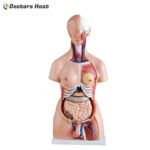 21 Parts Tri-sex Torso Model 85CM - XC-204A