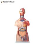 30 Parts Unisex Muscle Torso Model (85CM) - XC-210