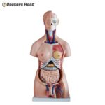 40 Parts Unisex Torso Model (85CM)