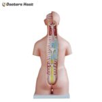 40 Parts Unisex Torso Model (85CM) - XC-208