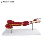 7 Parts Human Arm Muscle Anatomy Model (XC-336)