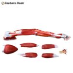 7 Parts Human Arm Muscle Model