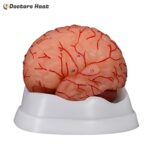 9 Parts Brain with Arteries Model - XC-308D