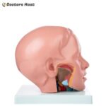 Side View of 10-Part Head with Brain Model