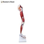 Standing model of 13 Parts Human Leg Muscle Anatomy Model