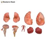 Various Part of 9-Part Brain with Arteries Model