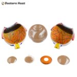 Various Parts of 7-Part Giant Eye Anatomy Model