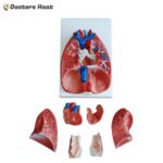 Various Parts of 7-Part Larynx, Heart and Lung Model