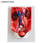 4 Parts Urinary System Model (XC-333)