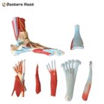 7 Parts Human Size Muscle Foot Model (XC-338)