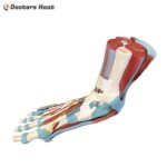 7 Parts Human Size Muscle Foot Model (XC-338)