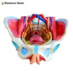 Anatomical Female Pelvis Model (XC-332D)