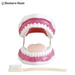 Dental Care Model (28 teeth) - XC-403