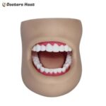 Dental Care Model (with Cheek) - XC-403D