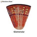 Glomerular Anatomy Model