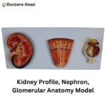 Human Kidney, Nephron, and Renal Glomeruli Anatomy Model