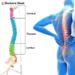 Human Size Spine Model