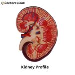 Kidney Profile Anatomy Model