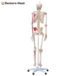 Life-Size Skeleton with Muscles and Ligament 180CM (XC-101A)