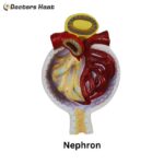 Nephron Model