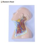 Nerves of Neck Region Anatomy Model (XC-324B)