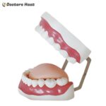 Side View of Dental Care Model (28 teeth)