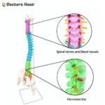 Spine Anatomy Model