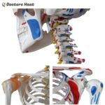 Various Part of Life-Size Skeleton with Muscles and Ligament Anatomy Model