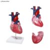 2 Parts Anatomical Heart Model