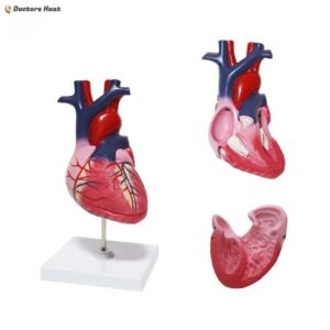 2 Parts Anatomical Heart Model