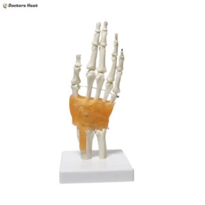 3D Hand Joint Model with Ligaments