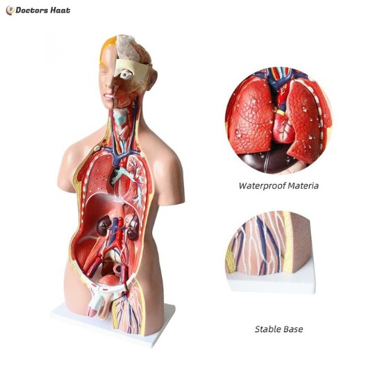 40 Parts Human Torso Model With Head, Neck, and Trunk