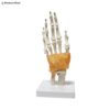 Skeleton Hand Joint Model 3D with Ligaments