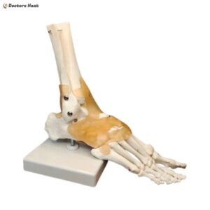Anatomical Human Foot Joint Model