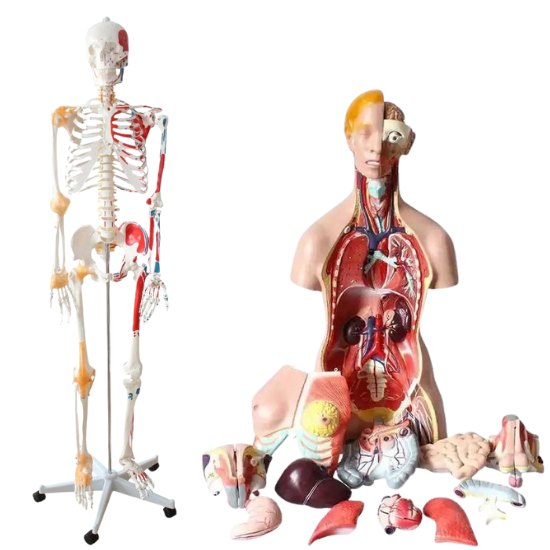Anatomy Model