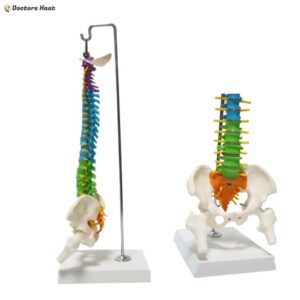 Alternative view of Small Spine Anatomy Model | Educational 3D Human Spine Model (45 cm)