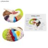 Educational Brain Anatomy Model 3D
