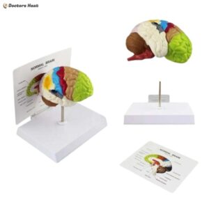 Educational Brain Anatomy Model for Medical Study