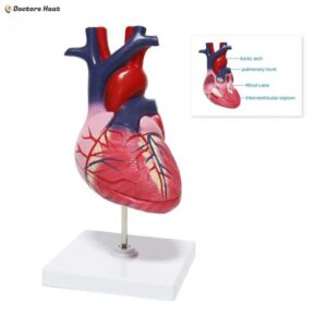 Educational Human Heart 3D Model