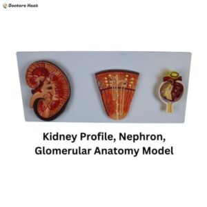 Educational Human Kidney Anatomy Model
