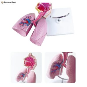 Educational Human Lung Anatomy Model