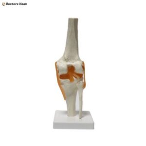 Educational Knee Skeleton Model with Ligaments