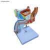 Educational Male Prostate Gland Model