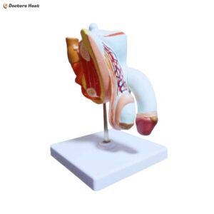 Alternative view of Prostate Anatomy Model 3D | Educational Male Prostate Gland Model