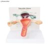 Educational Uterus Anatomy Model 3D